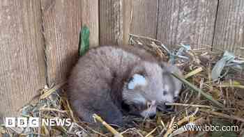 Red panda twins born in zoo breeding programme
