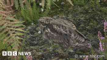 Major heathland survey tracks nightjar population