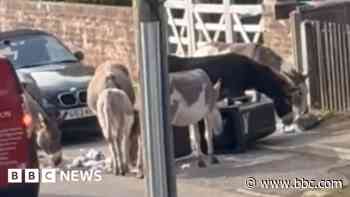 Disease warning as donkeys trash new wheelie bins