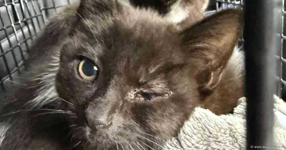 Bag of kittens found dumped in park as city cat abuse runs rife