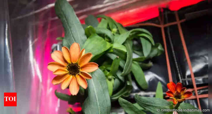 NASA proves growing plants in space is key to healthy astronaut life on Mars missions and deep space travel