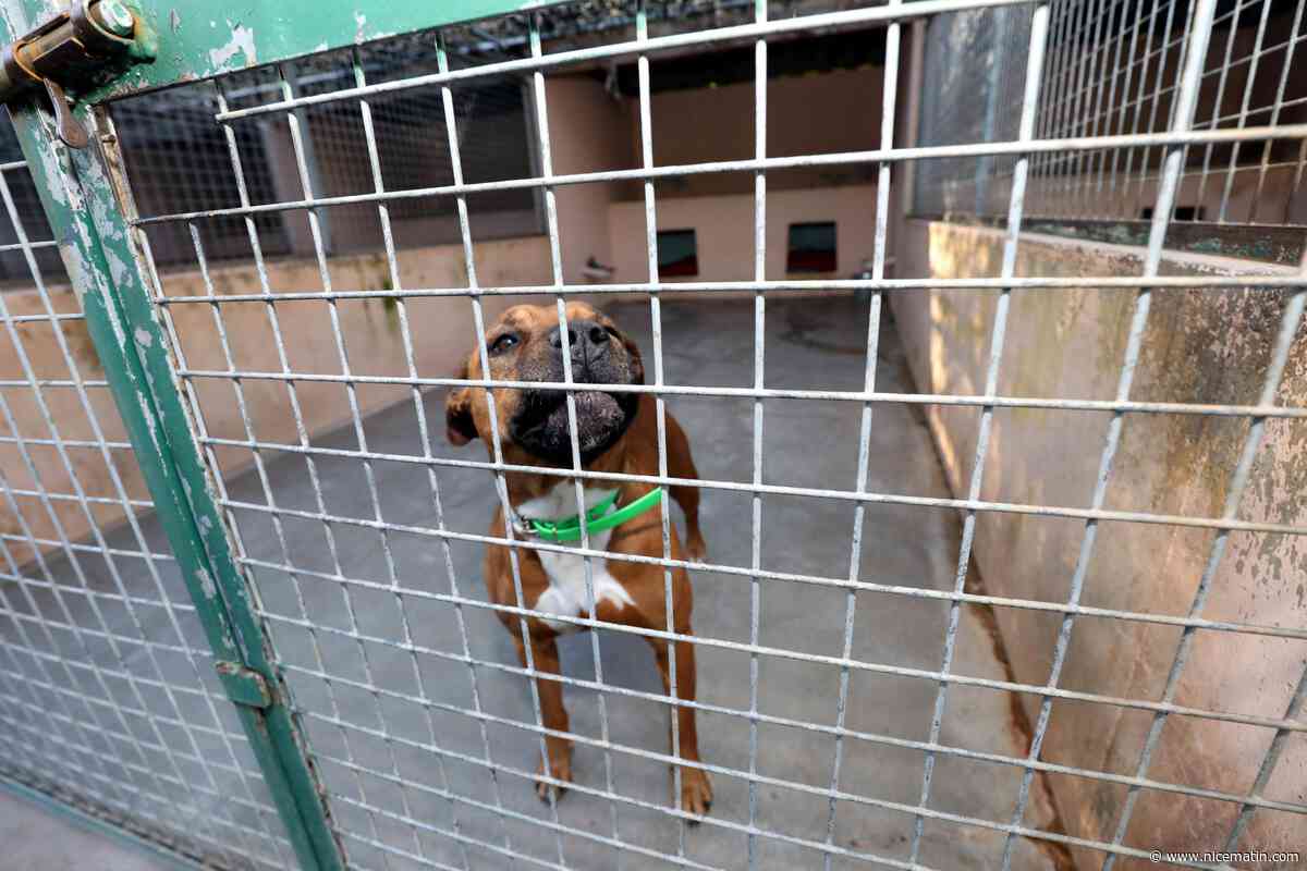 "Nos étagères de pâtées et croquettes se vident": ce refuge pour animaux de la Côte d'Azur pousse un cri d’alerte en pleine saison estivale