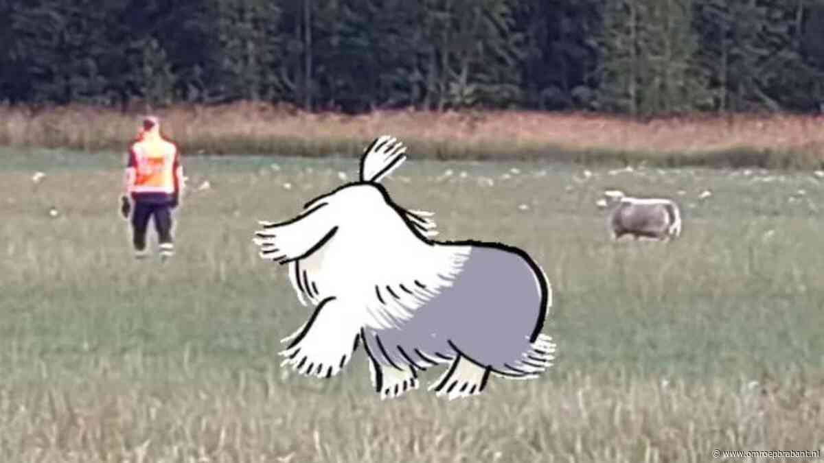 112-nieuws: Schaap weggehaald bij spoor • Middelvinger opsteken naar politie komt scooterrijder duur te staan