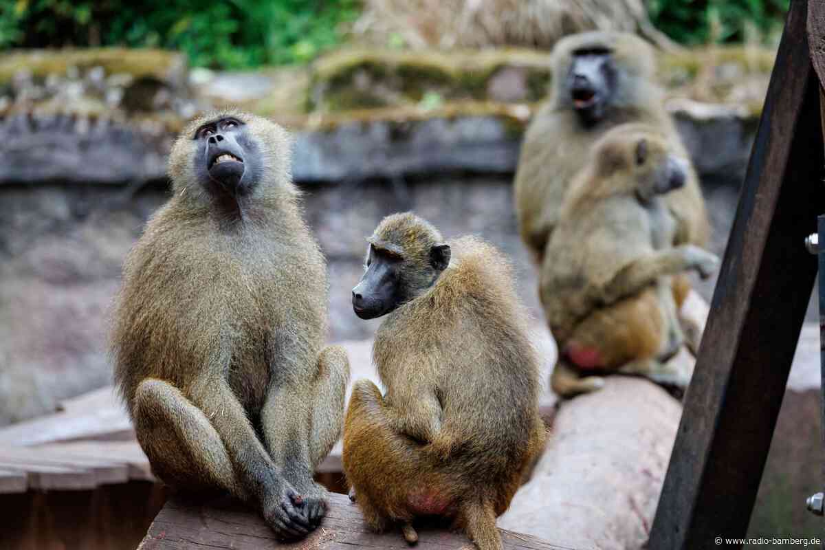 Debatte über Pavian-Tötung – Tiergarten ein Tag geschlossen