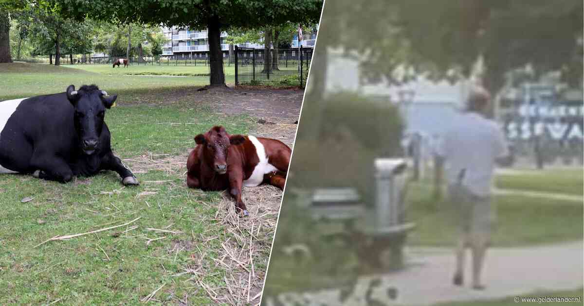 Man vraagt aan kleuter of hij koeien wil voeren, moeder grijpt in: 'Toen wist ik dat het niet goed zat'
